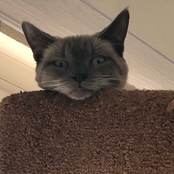 Meet your Posher, Angela - Picture 2 of 6